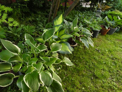 P1050335.JPG