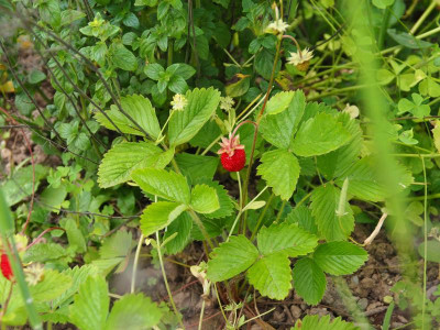 Wald-Erdbeere Fragaria vesca P6090038.JPG