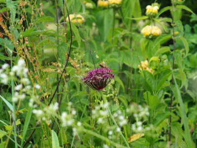 Allium atropurpureum P6090043.JPG