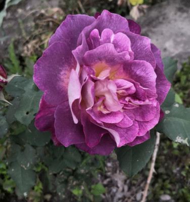 IMG_20190611_070908.jpg