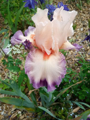 20190611_105002.jpg