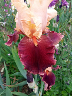 20190611_104756.jpg