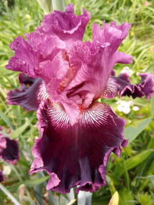 20190611_104652.jpg
