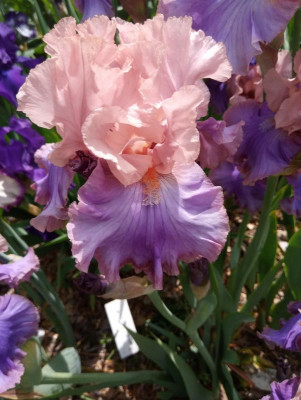 20190611_104524.jpg