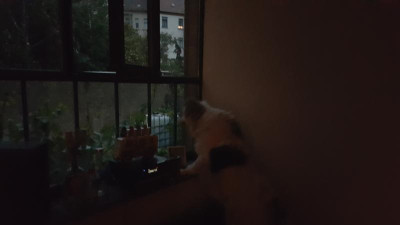 Motte am Fenster.jpg