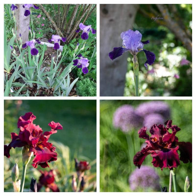 20190527_165752-COLLAGE.jpg