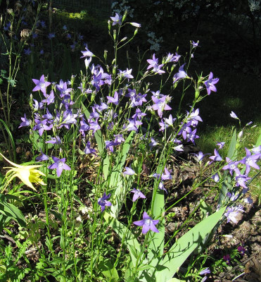 IMG_6629_Campanula_9Juni2019_.jpg