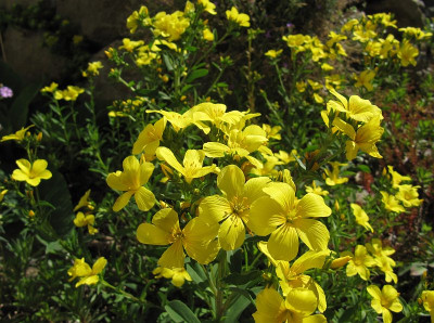 IMG_6599_Linum_flavum_Compactum_9Juni2019_.jpg