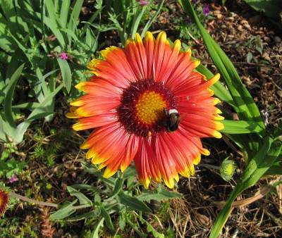 IMG_6641_Gaillardia_11Juni2019_.jpg