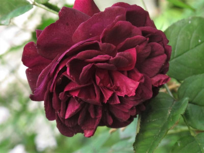 munsteadwood0.img.JPG