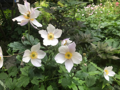 anemone-wild-swan.jpg