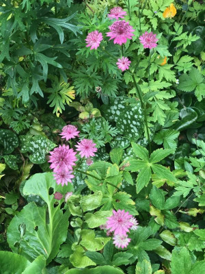 astrantia-venice.jpg