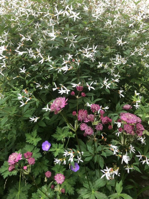 astrantia-hadspen-blood.jpg