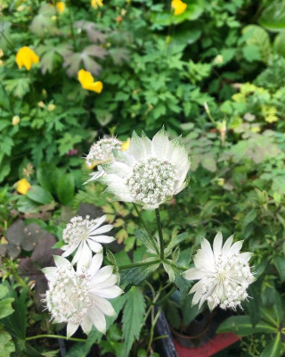 astrantia-shaggy.jpg