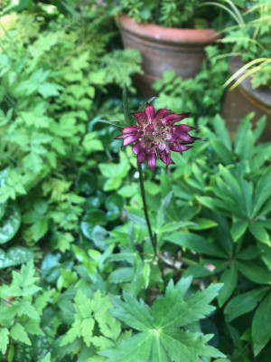 astrantia-star-of-fire.jpg
