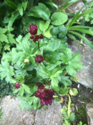 astrantia-hadspen-blood-aufbluehend.jpg