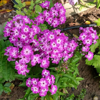 IMG_20190611_182621336_HDR~2.jpg