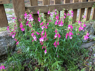 2019 06 10 Penstemon.jpg
