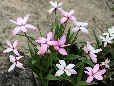 2019 06 11 Sternchen.jpg