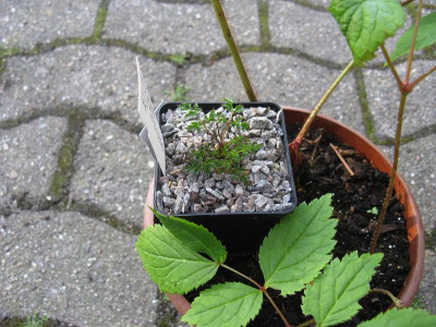 A rivularis A glaberrima 2.JPG