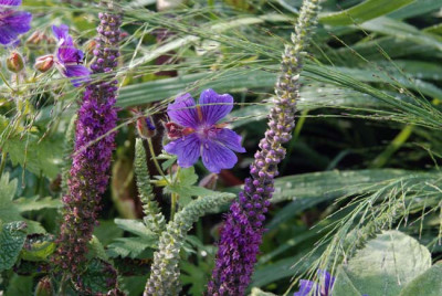 geranium_teucrium_transparent.jpg