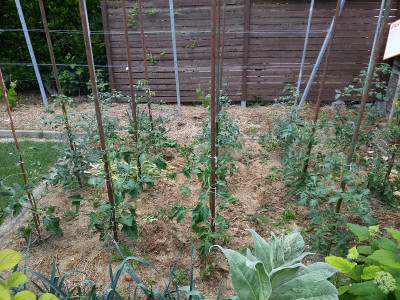 Tomaten19610.jpg