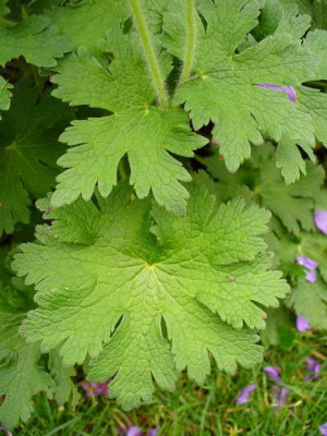 Juni_03_blatt1_geranium_platypetalum.jpg