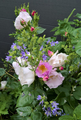 bfy20190611.jpg