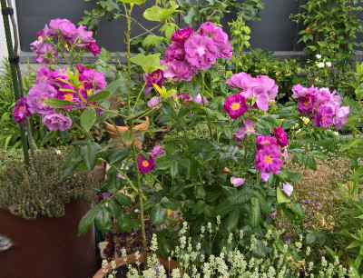 rib20190611.jpg