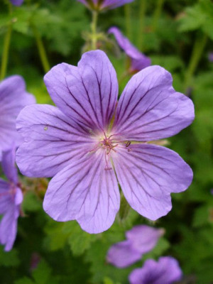 Juni_03_blute_geranium_platypetalum.jpg