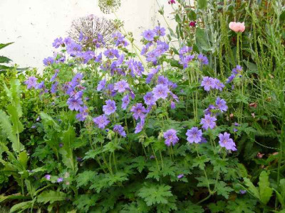 Juni_03_hohe_geranium_platypetalum.jpg