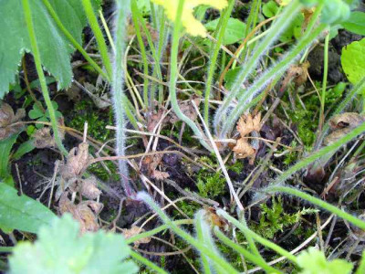 Juni_03_wurzelbereich_geranium_platypetalum.jpg