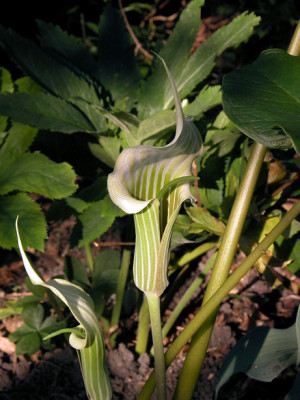 A.candiss_u3.jpg