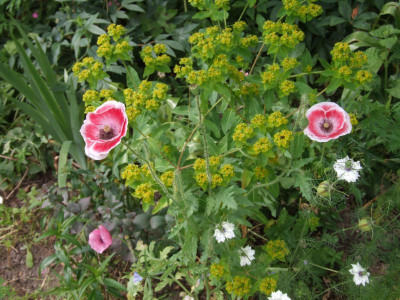 DSCF6527.JPG
