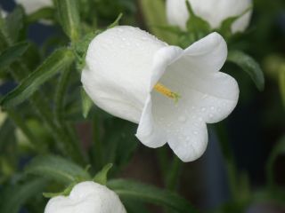 Marienglockenblume_01.jpg
