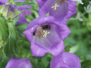 Marienglockenblume_02.jpg