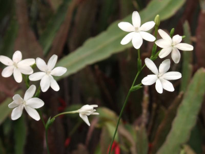 DSCF6532.JPG