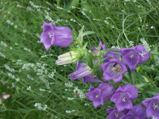 Marienglockenblume_03Lavendel.jpg