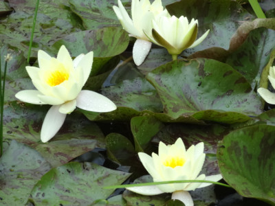 gelbe seerose.JPG