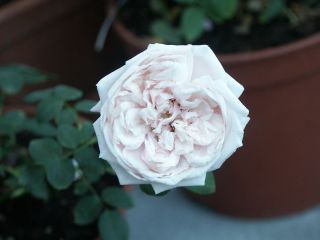 Souvenir_de_la_M._0703.jpg