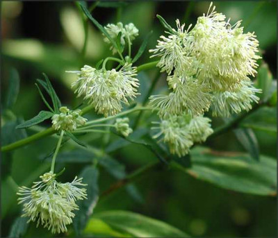 Thalictrum_lucidum_Blute.JPG