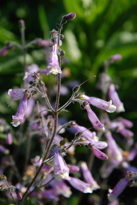 penstemon_gracilis_oda_ned.jpg