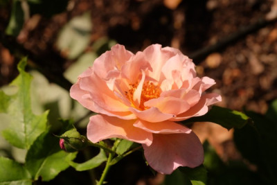 DSCF9548_4000.JPG