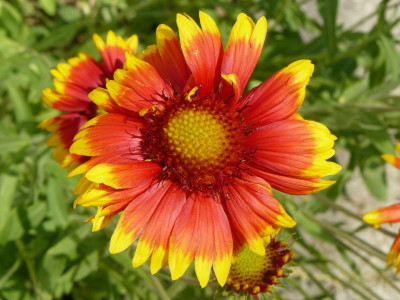 Gaillardia Kokardenblume.jpg