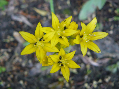 Allium Molly Goldlauch.jpg