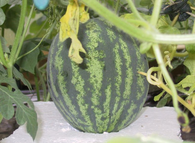 maribo06_09.JPG