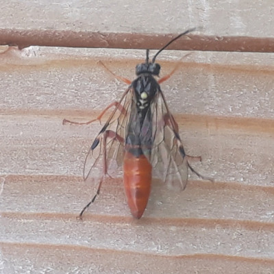 rps20190608_194951.jpg