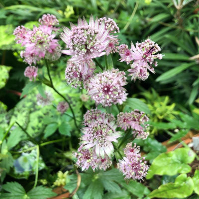 astrantia-star of-beauty.jpg