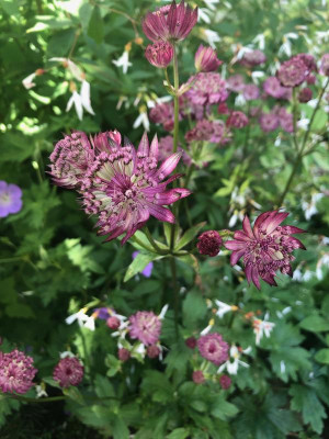 astrantia-hadspen-blood3.jpg