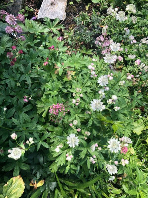 astrantia-saemlingsschwarm.jpg